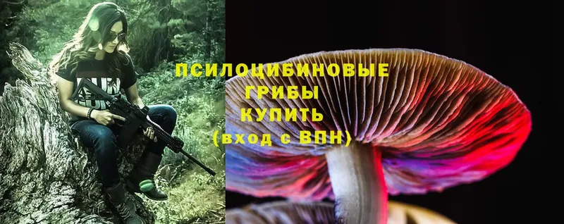 Галлюциногенные грибы Cubensis  Каменногорск 